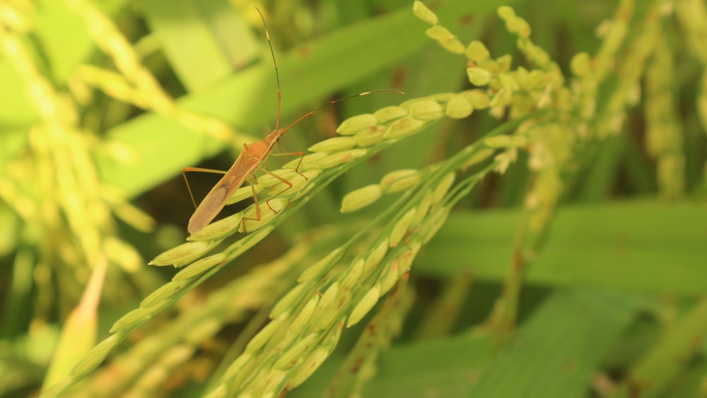 Biocontrol cultivos agrícolas